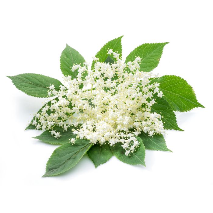 Elderflower Soy Candles