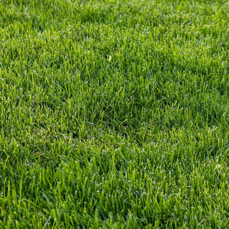Fresh Cut Grass Soy Candles