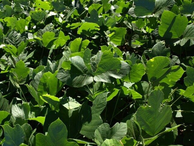 Kudzu Soy Candles