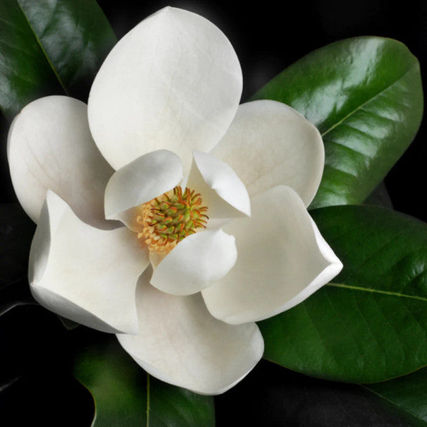 Magnolia Soy Candles