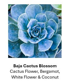 8.5 oz Black Matte Tumbler Soy Lotion Candles